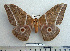  ( - BC-MN0046)  @11 [ ] Copyright (2010) M. Newport Research Collection of Mike Newport