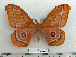  (Bunaeopsis aurantiaca - BC-MN0065)  @15 [ ] Copyright (2010) M. Newport Research Collection of Mike Newport