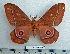  ( - BC-MN0066)  @11 [ ] Copyright (2010) M. Newport Research Collection of Mike Newport