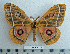  (Bunaeopsis bomfordi - BC-MN0075)  @15 [ ] Copyright (2010) M. Newport Research Collection of Mike Newport