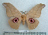  ( - BC-MN0089)  @15 [ ] Copyright (2010) M. Newport Research Collection of Mike Newport