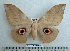  ( - BC-MN0090)  @15 [ ] Copyright (2010) M. Newport Research Collection of Mike Newport