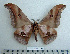  (Lobobunaea falcatissima - BC-MN0091)  @11 [ ] Copyright (2010) M. Newport Research Collection of Mike Newport