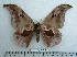  ( - BC-MN0092)  @11 [ ] Copyright (2010) M. Newport Research Collection of Mike Newport