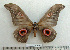  ( - BC-MN0093)  @14 [ ] Copyright (2010) M. Newport Research Collection of Mike Newport
