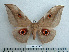  ( - BC-MN0094)  @11 [ ] Copyright (2010) M. Newport Research Collection of Mike Newport
