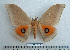  ( - BC-MN0098)  @14 [ ] Copyright (2010) M. Newport Research Collection of Mike Newport