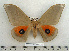  ( - BC-MN0099)  @13 [ ] Copyright (2010) M. Newport Research Collection of Mike Newport