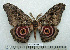  ( - BC-MN0102)  @11 [ ] Copyright (2010) M. Newport Research Collection of Mike Newport