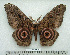  ( - BC-MN0103)  @11 [ ] Copyright (2010) M. Newport Research Collection of Mike Newport