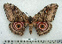  ( - BC-MN0104)  @11 [ ] Copyright (2010) M. Newport Research Collection of Mike Newport