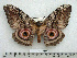  ( - BC-MN0105)  @11 [ ] Copyright (2010) M. Newport Research Collection of Mike Newport