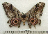  ( - BC-MN0106)  @12 [ ] Copyright (2010) M. Newport Research Collection of Mike Newport