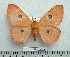  ( - BC-MN0118)  @11 [ ] Copyright (2010) M. Newport Research Collection of Mike Newport