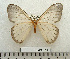  ( - BC-MN0141)  @11 [ ] Copyright (2010) M. Newport Research Collection of Mike Newport