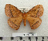  (Decachorda - BC-MN0191)  @15 [ ] Copyright (2010) M. Newport Research Collection of Mike Newport