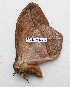  ( - BC-MN0226)  @11 [ ] CCby (2024) Mike Newport Research collection of Mike Newport