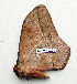  ( - BC-MN0229)  @11 [ ] CCby (2024) Mike Newport Research collection of Mike Newport