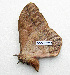  ( - BC-MN0231)  @11 [ ] CCby (2024) Mike Newport Research collection of Mike Newport