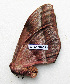  ( - BC-MN0235)  @11 [ ] CCby (2024) Mike Newport Research collection of Mike Newport