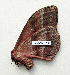  ( - BC-MN0237)  @11 [ ] CCby (2024) Mike Newport Research collection of Mike Newport