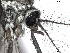  ( - VAITC4316A)  @13 [ ] CreativeCommons - Attribution Non-Commercial (2014) Jana Batovska Department of Primary Industries