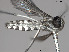  ( - VAITC4316A)  @12 [ ] CreativeCommons - Attribution Non-Commercial (2014) Jana Batovska Department of Primary Industries