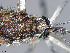 ( - VAITC4347)  @14 [ ] CreativeCommons - Attribution Non-Commercial (2014) Jana Batovska Department of Primary Industries
