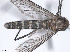  (Culex cylindricus - VAITC4348A)  @14 [ ] CreativeCommons - Attribution Non-Commercial (2014) Jana Batovska Department of Primary Industries