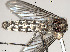  ( - VAITC4683A)  @13 [ ] CreativeCommons - Attribution Non-Commercial (2014) Jana Batovska Department of Primary Industries