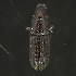  (Araucariini - BOLD-3M5IQV1S0)  @11 [ ] Copyright (2018) LifeScanner LifeScanner