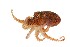  (Octopus wolfi - BOLD-PLV6N1UC6)  @11 [ ] CreativeCommons - Attribution (2016) Unspecified Centre for Biodiversity Genomics