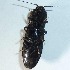  ( - BOLD-JNF97OPL9)  @13 [ ] CreativeCommons - Attribution (2015) Unspecified Centre for Biodiversity Genomics