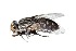  ( - BOLD-VNPFB07C0)  @11 [ ] CreativeCommons - Attribution (2015) Unspecified Centre for Biodiversity Genomics