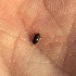  ( - BOLD-015JM6RO2)  @12 [ ] Copyright (2017) LifeScanner Unspecified