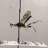  ( - BOLD-0DI1JVEM6)  @11 [ ] Copyright (2018) Unspecified LifeScanner