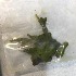  (Spongilla - BOLD-0DK79B6V7)  @11 [ ] Copyright (2018) LifeScanner LifeScanner