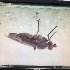  ( - BOLD-0DL4PGTH0)  @11 [ ] Copyright (2018) Unspecified LifeScanner