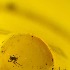  ( - BOLD-0FDU57217)  @11 [ ] CreativeCommons - Attribution (2017) Centre for Biodiversity Genomics Unspecified