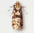  ( - BOLD-5CWSQXLP9)  @13 [ ] Copyright (2016) Unspecified Unspecified