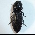  ( - BOLD-JNF97OPL9)  @13 [ ] CreativeCommons - Attribution (2015) Unspecified Centre for Biodiversity Genomics