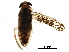  (Sigara modesta - BOLD-2N1SUVW39)  @13 [ ] CreativeCommons - Attribution (2016) CBG Photography Group Centre for Biodiversity Genomics