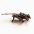  (Lipoptena depressa - BOLD-0DFTWE7J6)  @11 [ ] Copyright (2017) LifeScanner User Unspecified