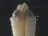  ( - MOCAR700-A11)  @11 [ ] CreativeCommons  Attribution Non-Commercial Share-Alike (2019) (2015) Lourdes Vasquez-Yeomans El Colegio de la Frontera Sur