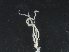  (Chiroteuthis veranyi - MOCAR700-E08)  @11 [ ] CreativeCommons  Attribution Non-Commercial Share-Alike (2019) (2015) Lourdes Vasquez-Yeomans El Colegio de la Frontera Sur