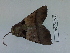  ( - Lope13-0295)  @12 [ ] CreativeCommons - Attribution Non-Commercial Share-Alike (2014) ECODIV Univ Rouen