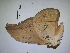  ( - Lope13-0593)  @14 [ ] CreativeCommons - Attribution Non-Commercial Share-Alike (2014) ECODIV Univ Rouen