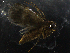  ( - LOPE14-Lepido0056)  @12 [ ] CreativeCommons - Attribution Non-Commercial Share-Alike (2014) Louis Auger ECODIV