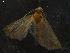  ( - LOPE14-Lepido0170)  @12 [ ] CreativeCommons - Attribution Non-Commercial Share-Alike (2014) Louis Auger ECODIV