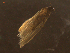  ( - LOPE14-Lepido0403)  @12 [ ] CreativeCommons - Attribution Non-Commercial Share-Alike (2014) Louis Auger ECODIV